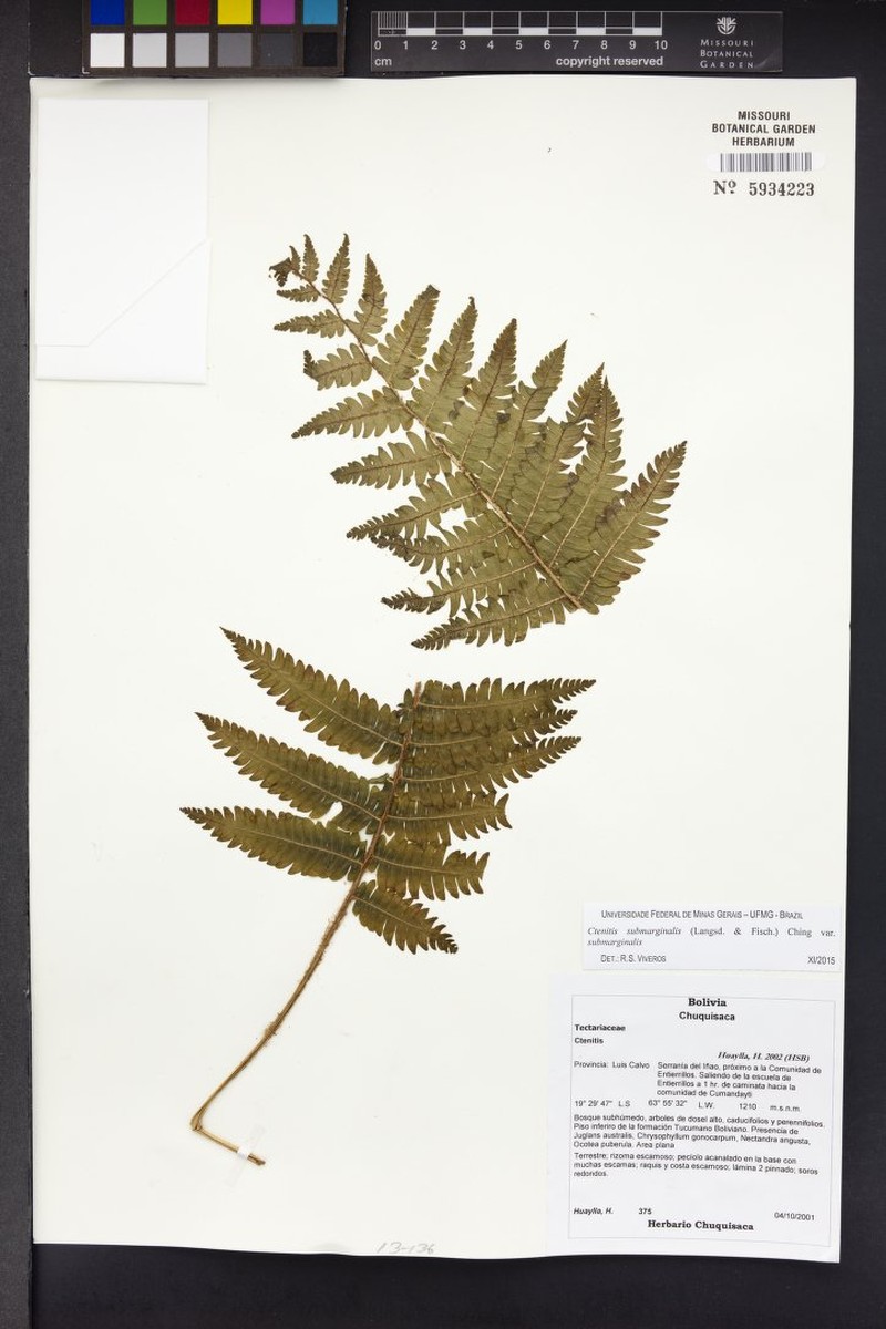 Ctenitis submarginalis var. submarginalis photo 4