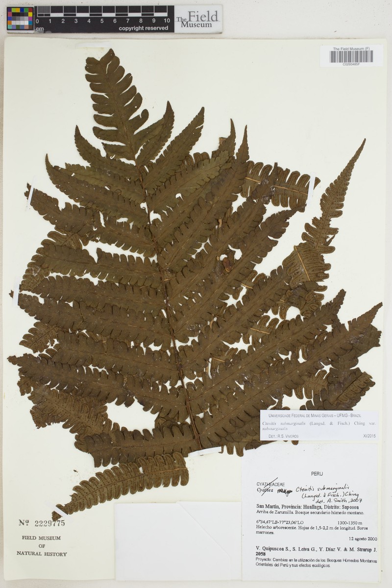 Ctenitis submarginalis var. submarginalis photo 5