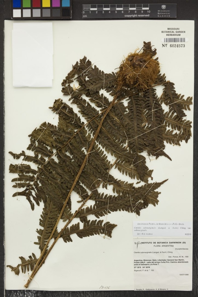 Ctenitis submarginalis var. submarginalis photo 6