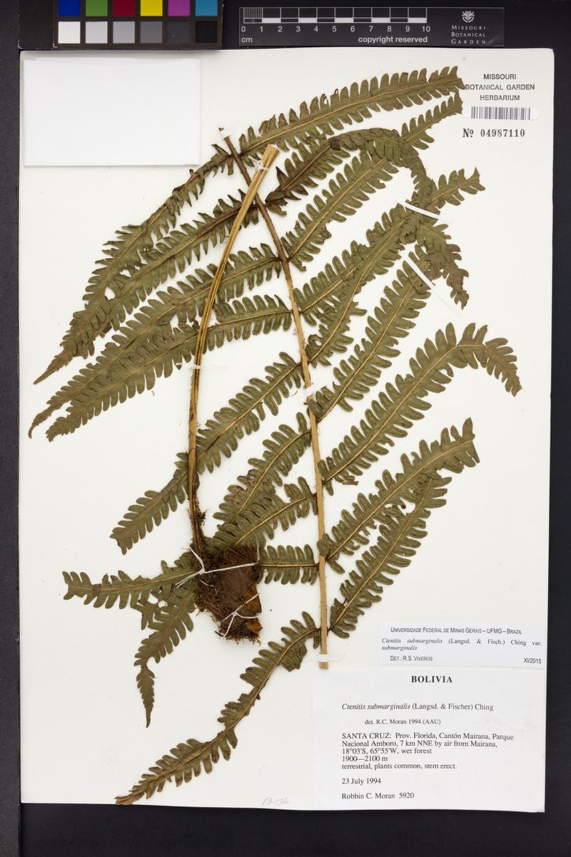 Ctenitis submarginalis var. submarginalis photo 8