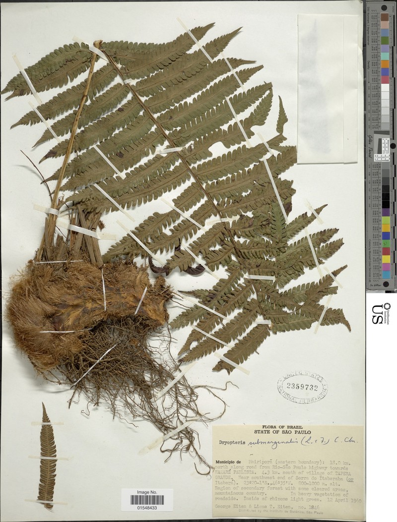Ctenitis submarginalis var. tenuifolia