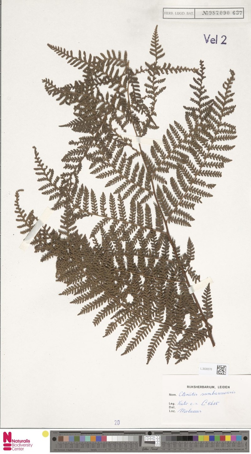 Ctenitis sumbawensis