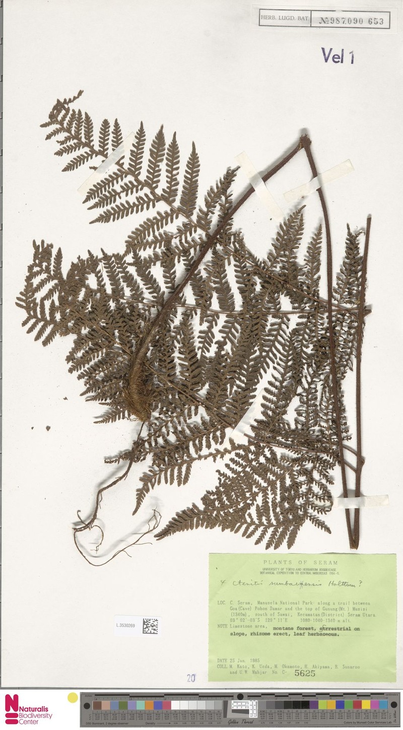 Ctenitis sumbawensis photo 2