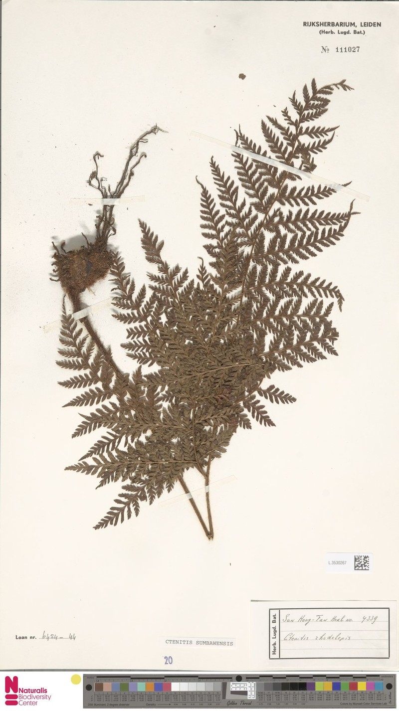 Ctenitis sumbawensis photo 3
