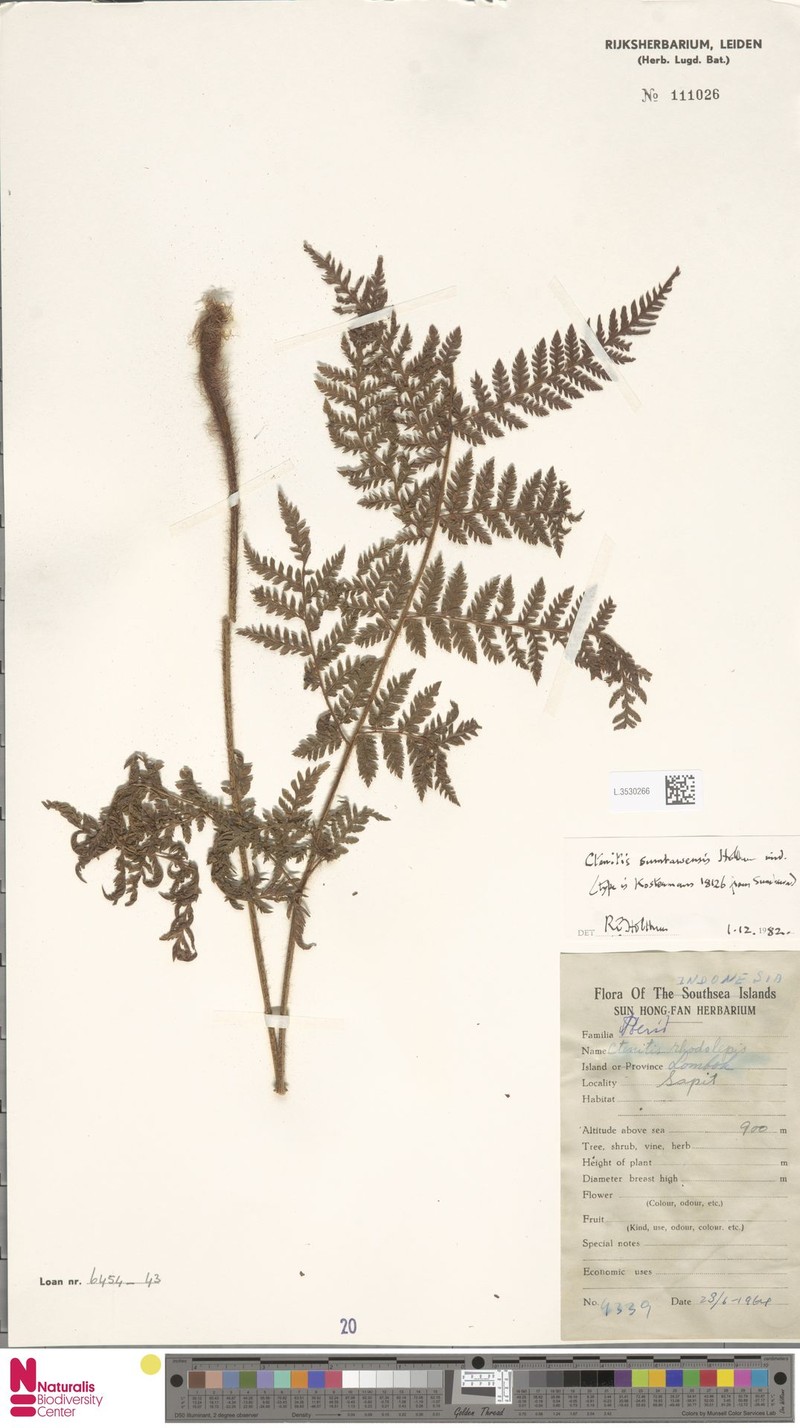 Ctenitis sumbawensis photo 4