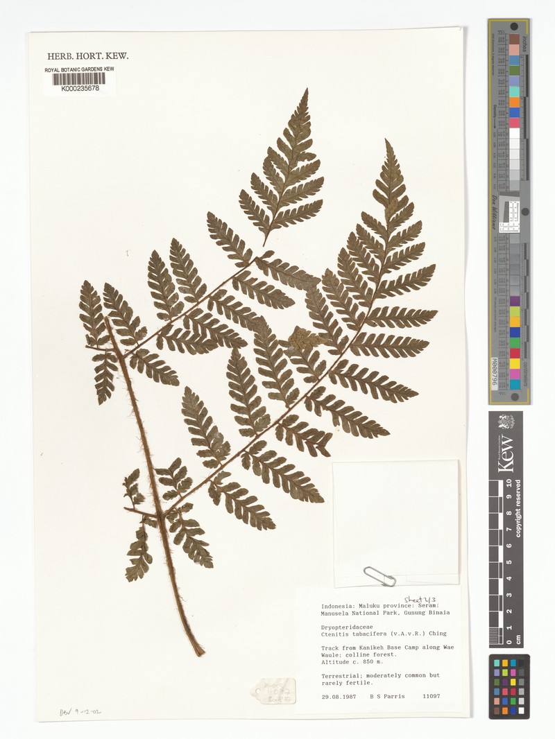 Ctenitis tabacifera