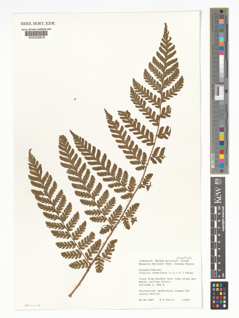 Ctenitis tabacifera photo 2