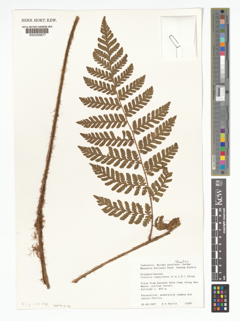 Ctenitis tabacifera photo 3