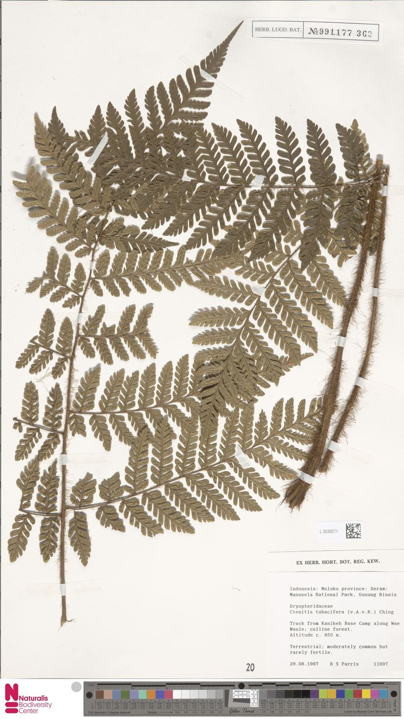 Ctenitis tabacifera photo 4