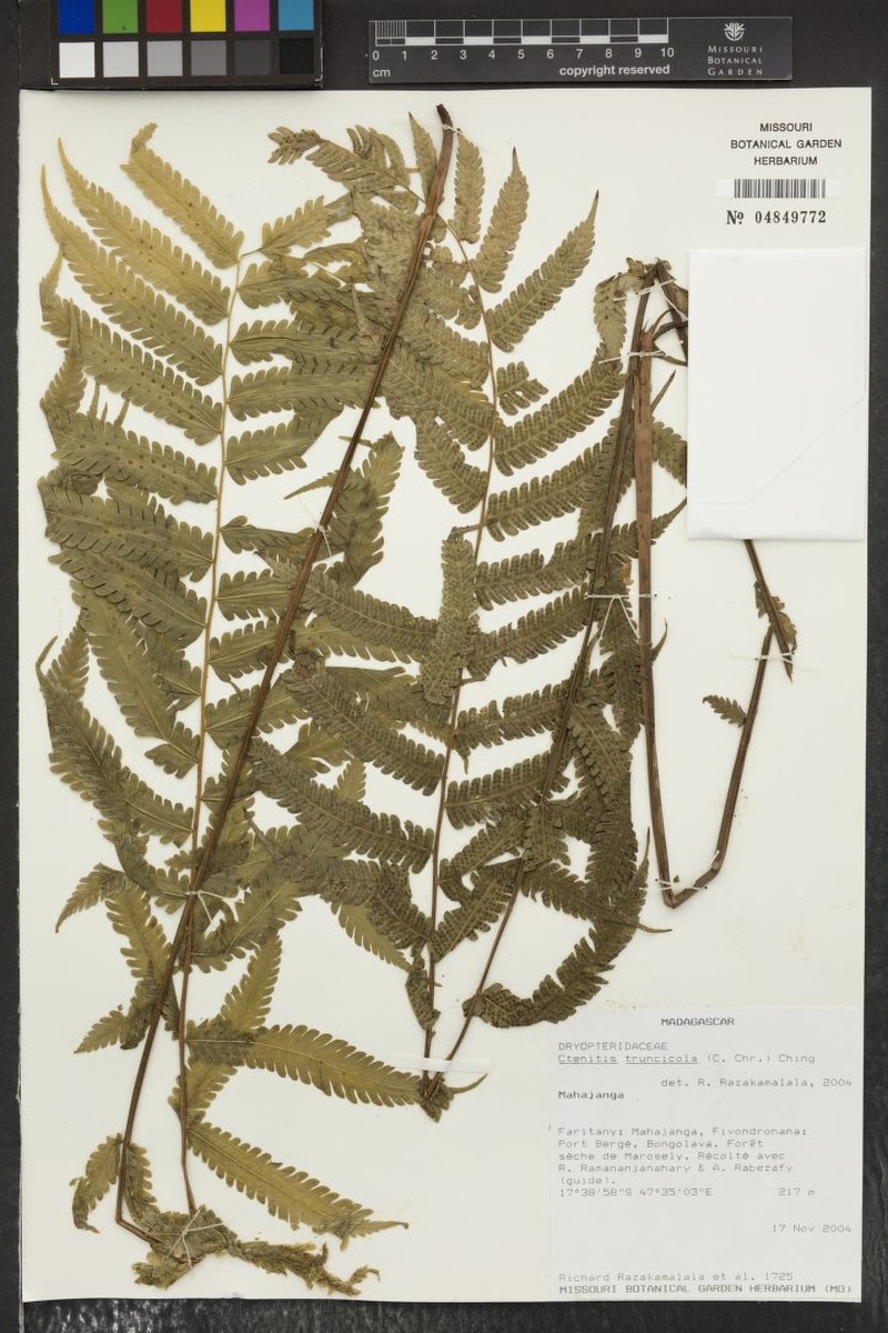Ctenitis truncicola