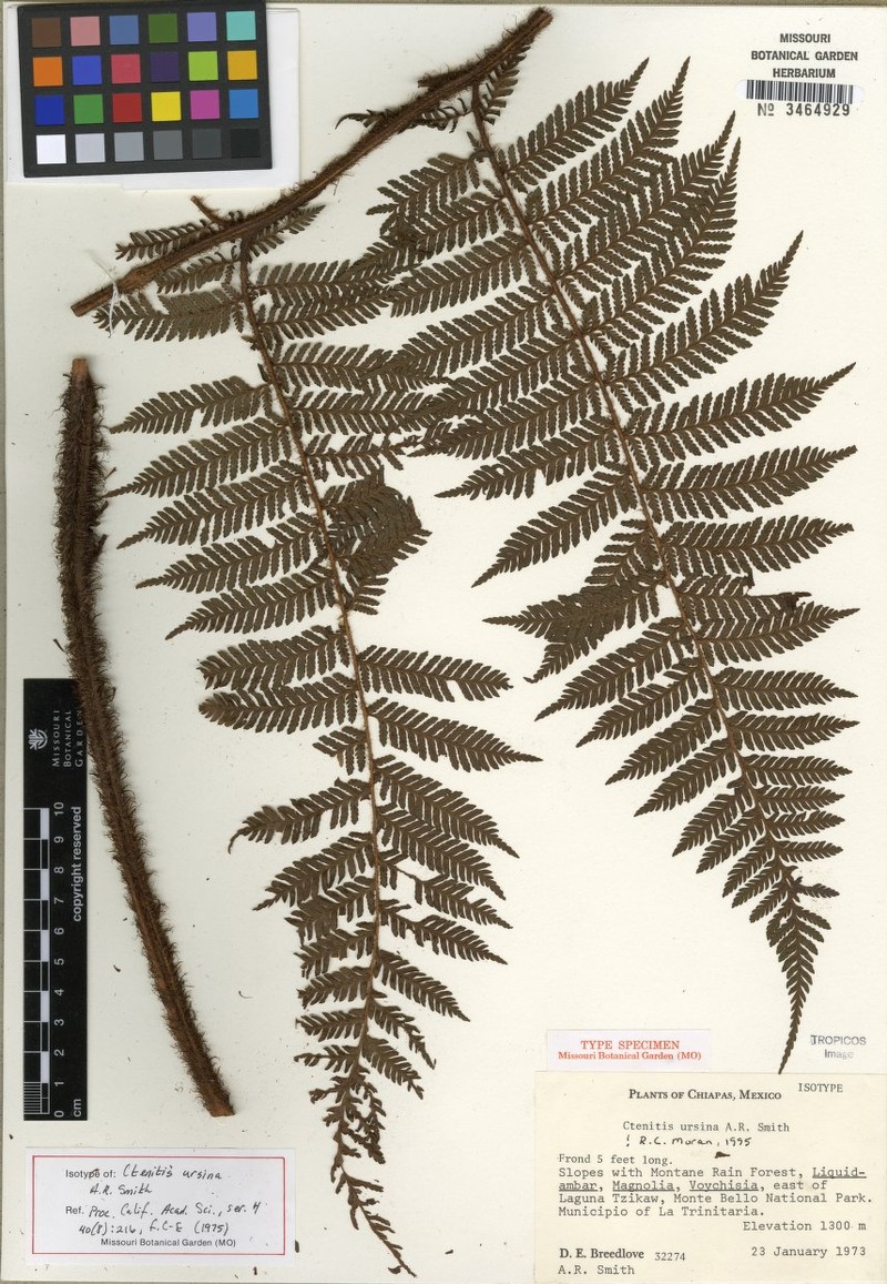Ctenitis ursina