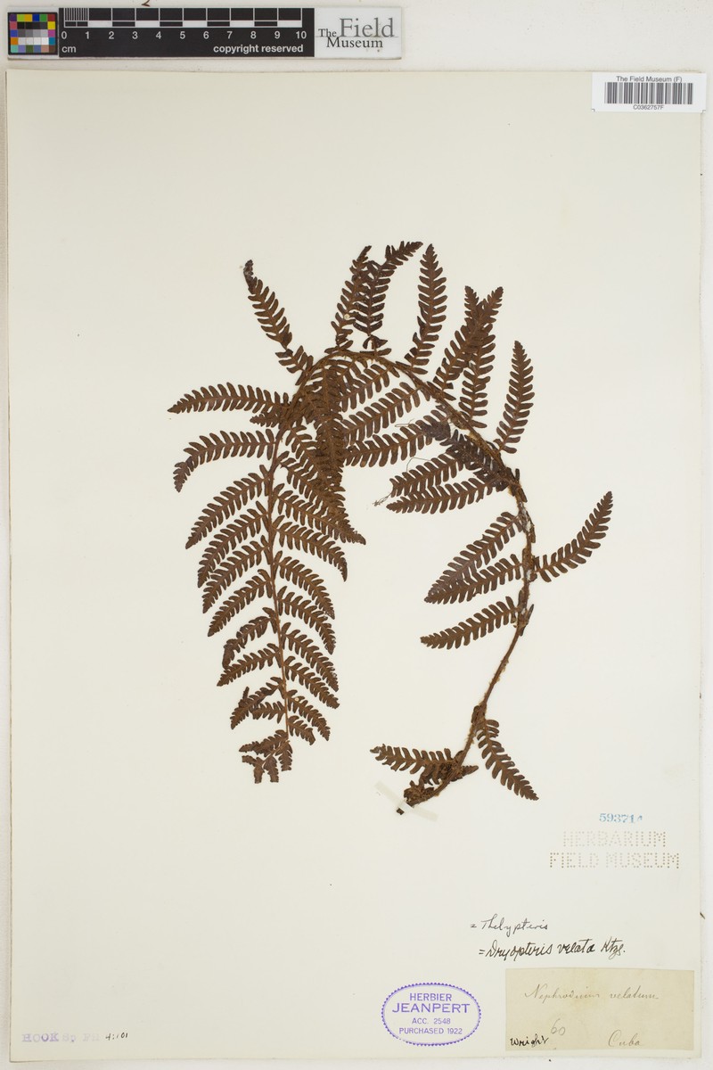 Ctenitis velata