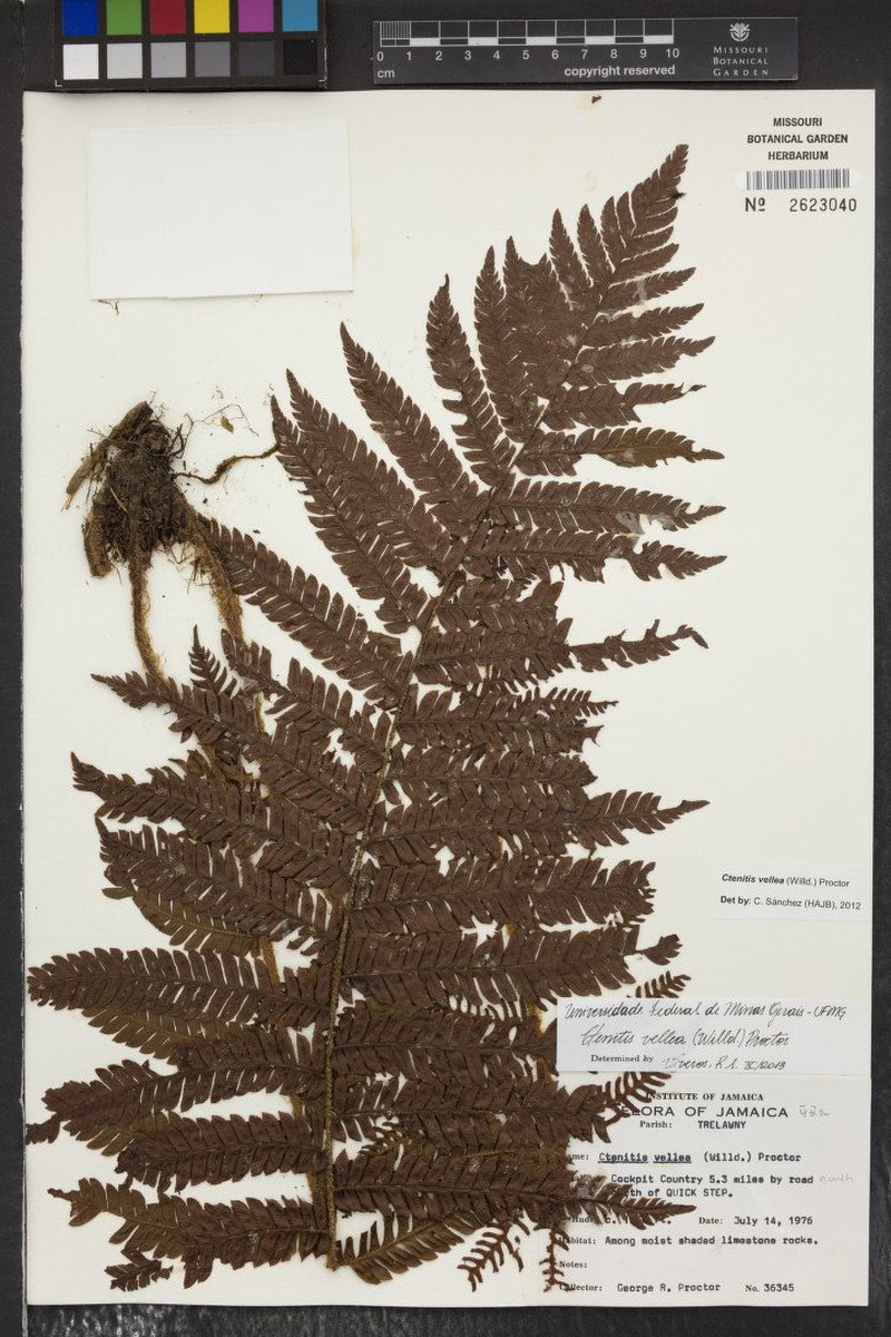 Ctenitis vellea