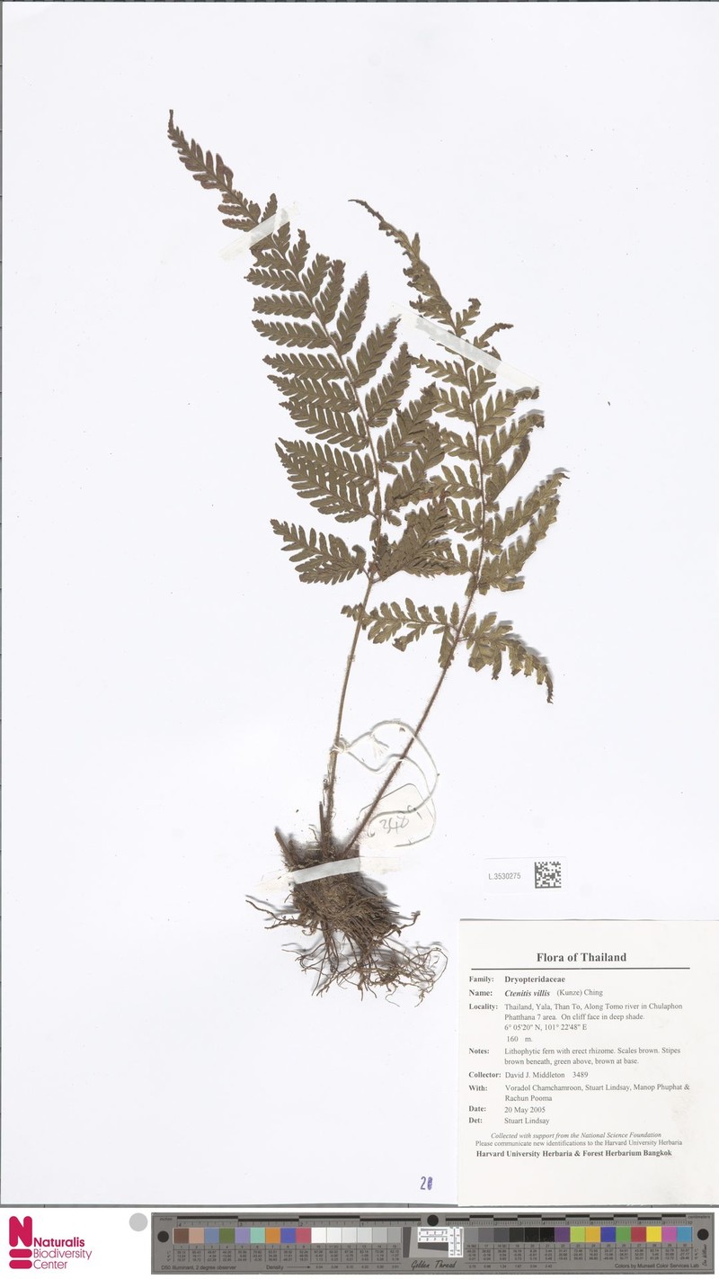 Ctenitis vilis photo 2