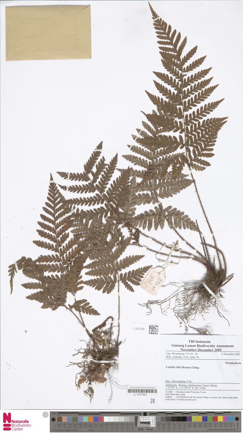 Ctenitis vilis photo 3