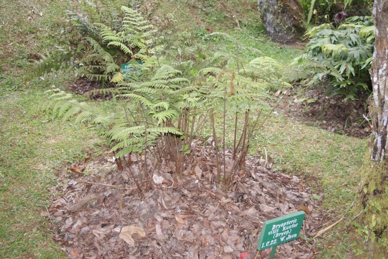 Ctenitis vilis