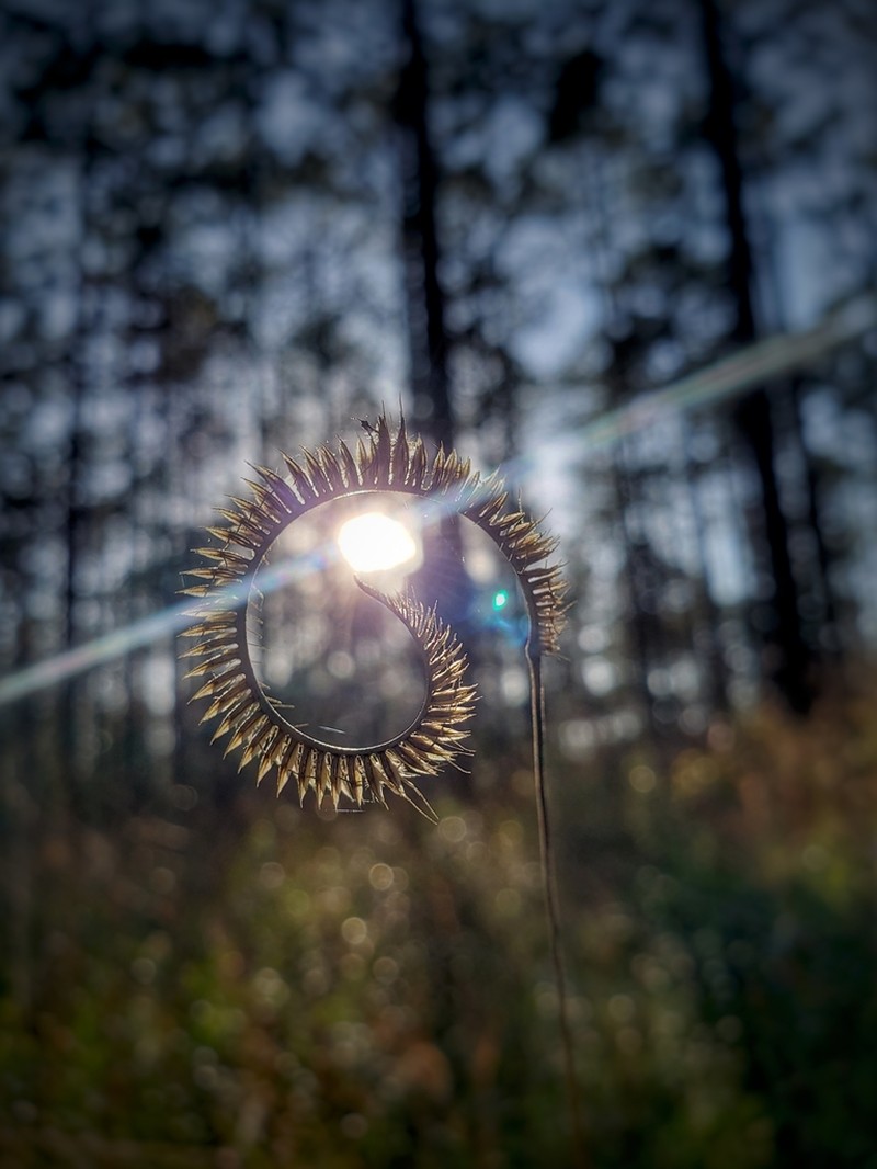 Toothache Grass