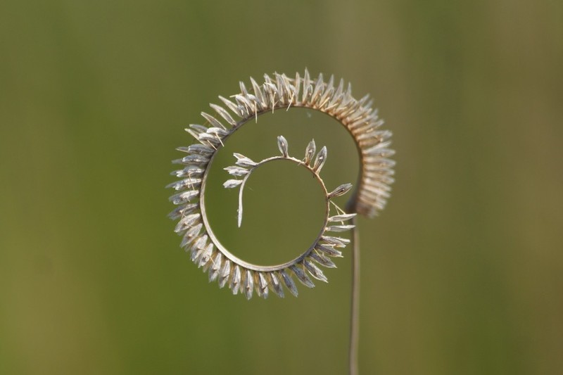 Toothache Grass photo 2