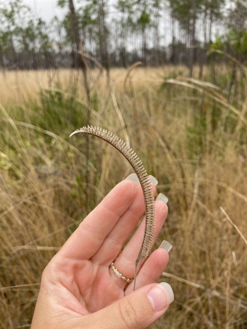 Toothache Grass photo 3
