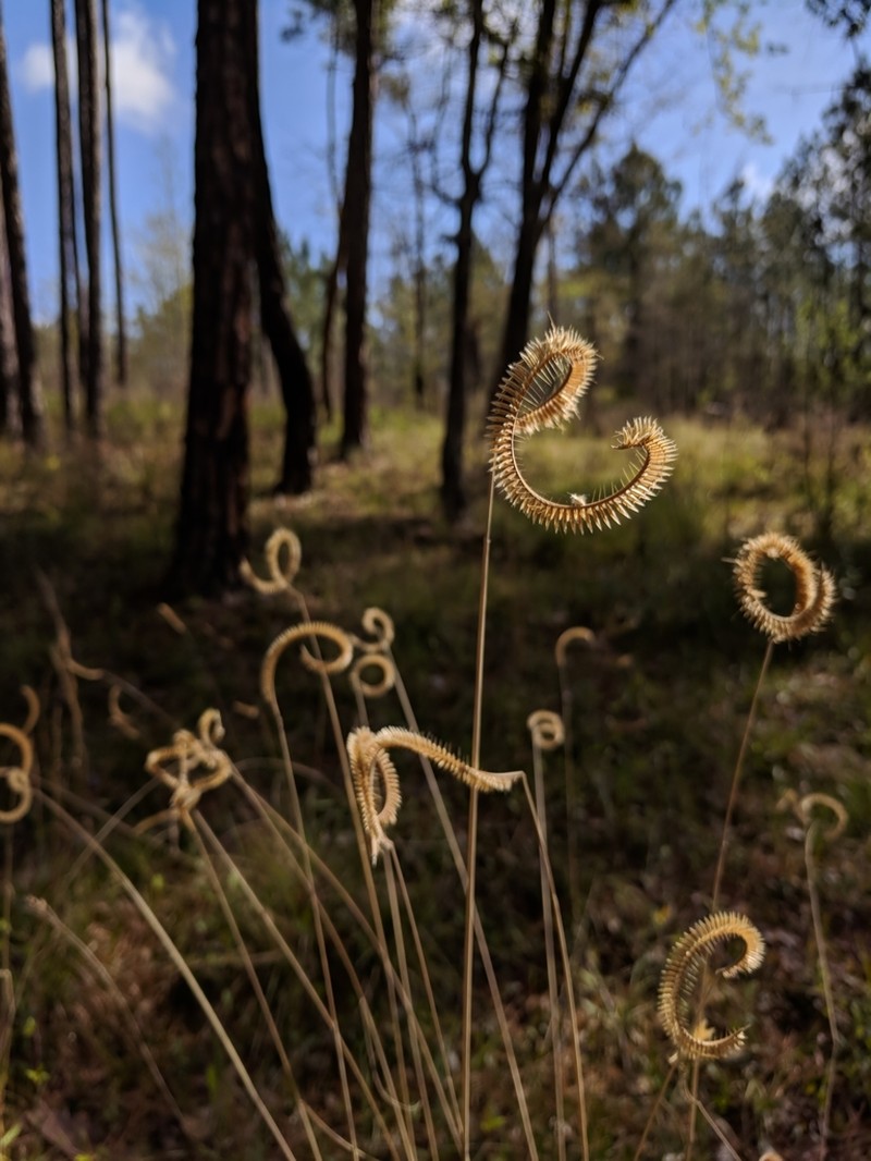 Toothache Grass photo 4