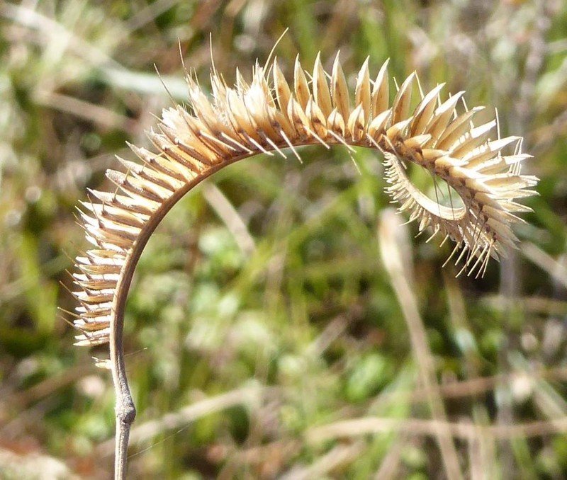 Toothache Grass photo 5