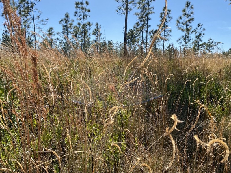 Toothache Grass photo 6