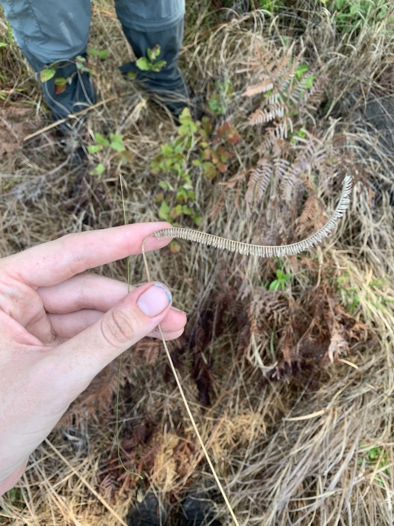 Toothache Grass photo 7