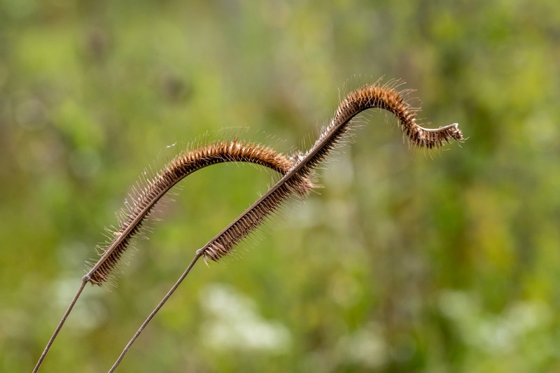 Toothache Grass photo 8