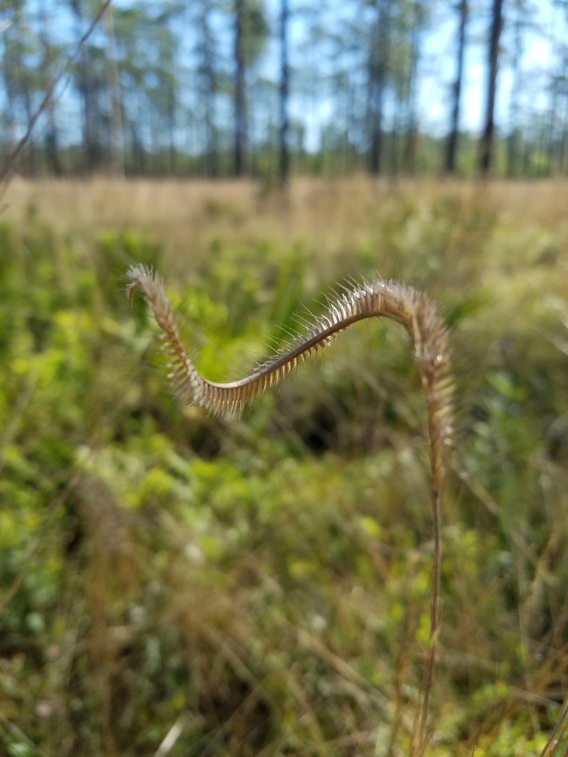 Florida Orangegrass