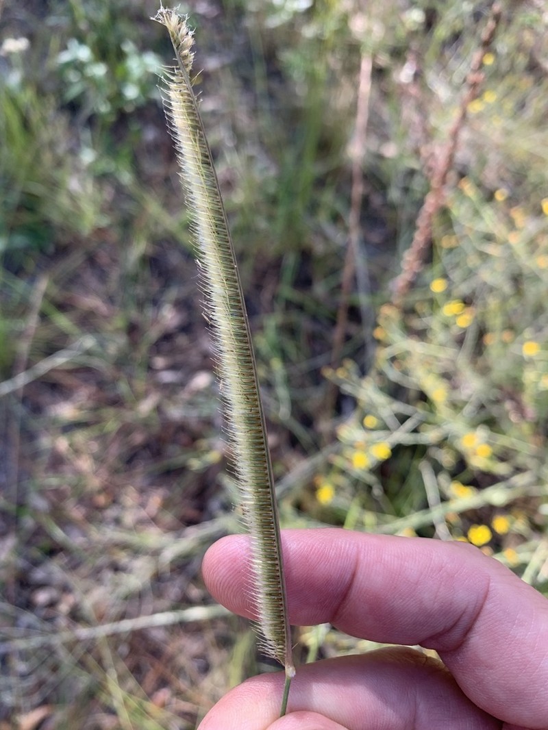 Florida Orangegrass photo 3