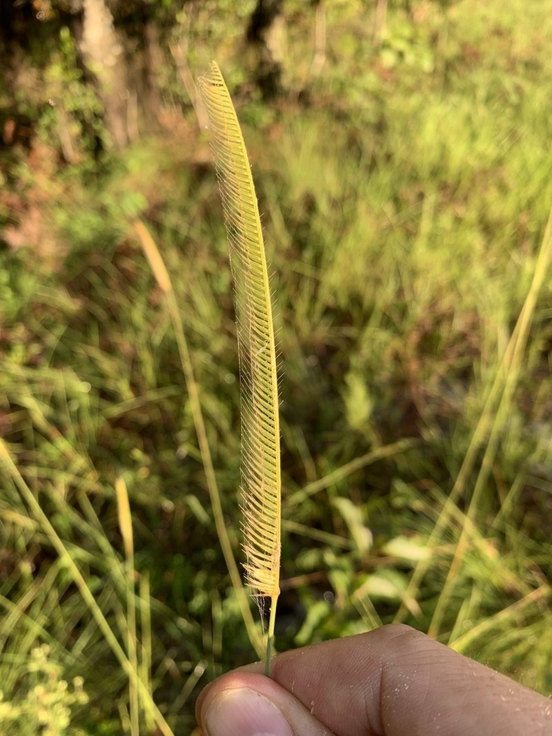 Florida Orangegrass photo 4