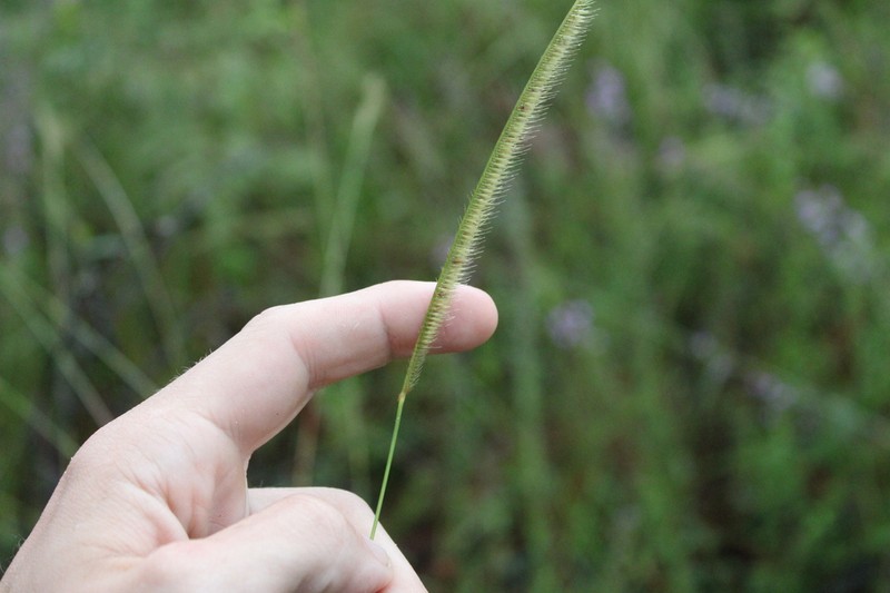 Florida Orangegrass photo 5