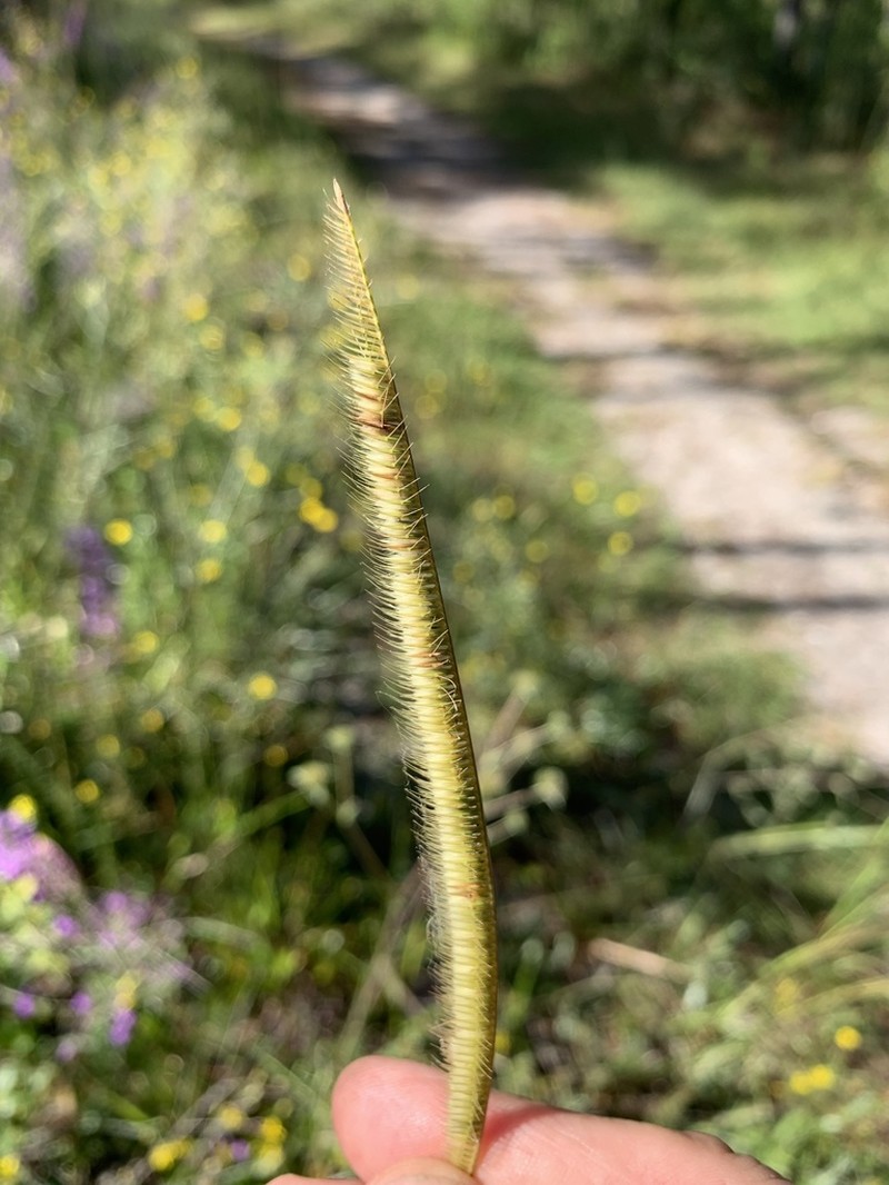Florida Orangegrass photo 6