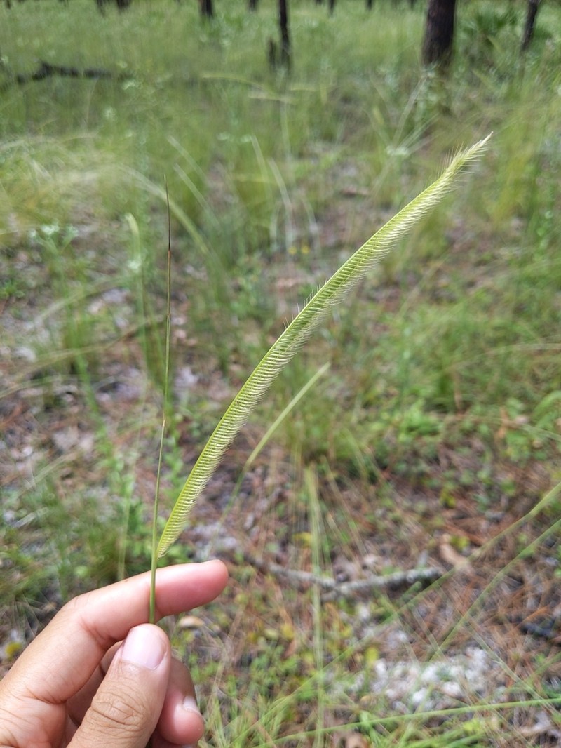 Florida Orangegrass photo 7