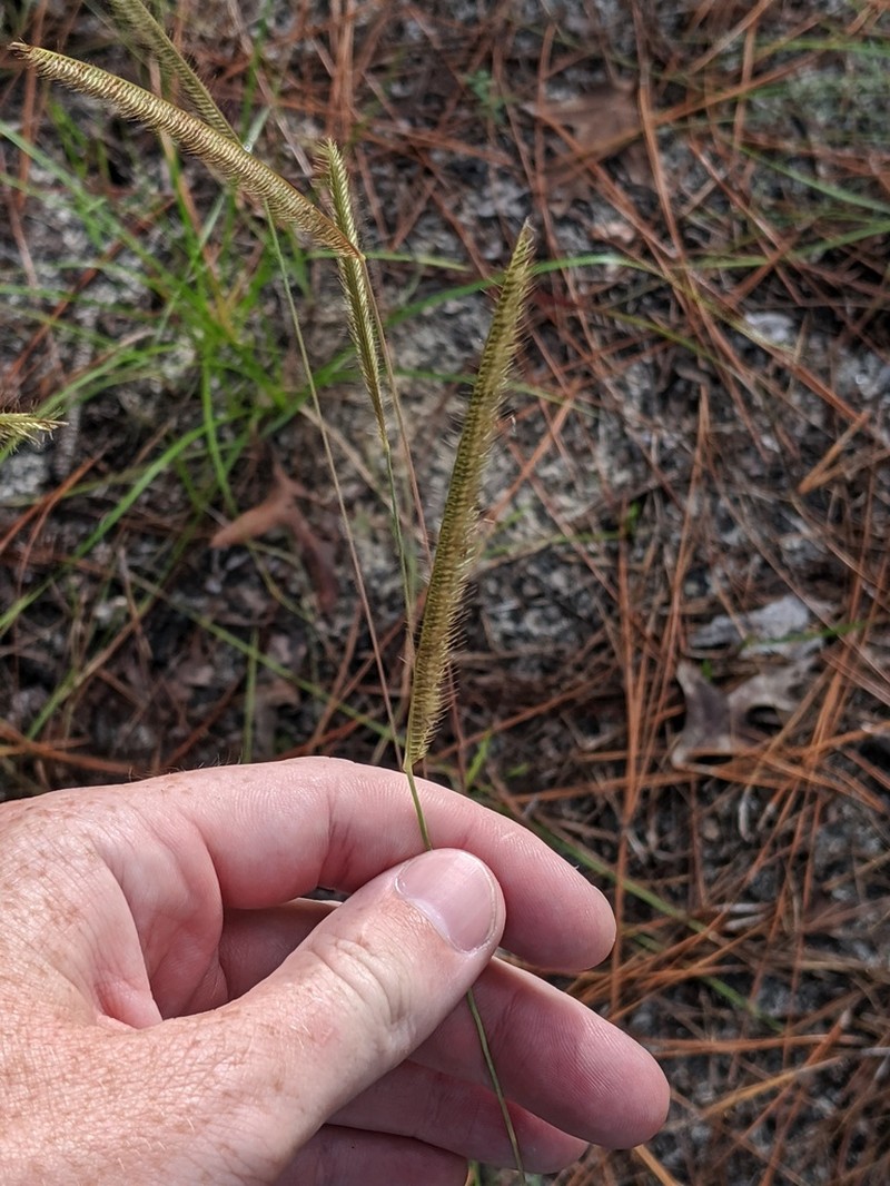 Florida Orangegrass photo 8