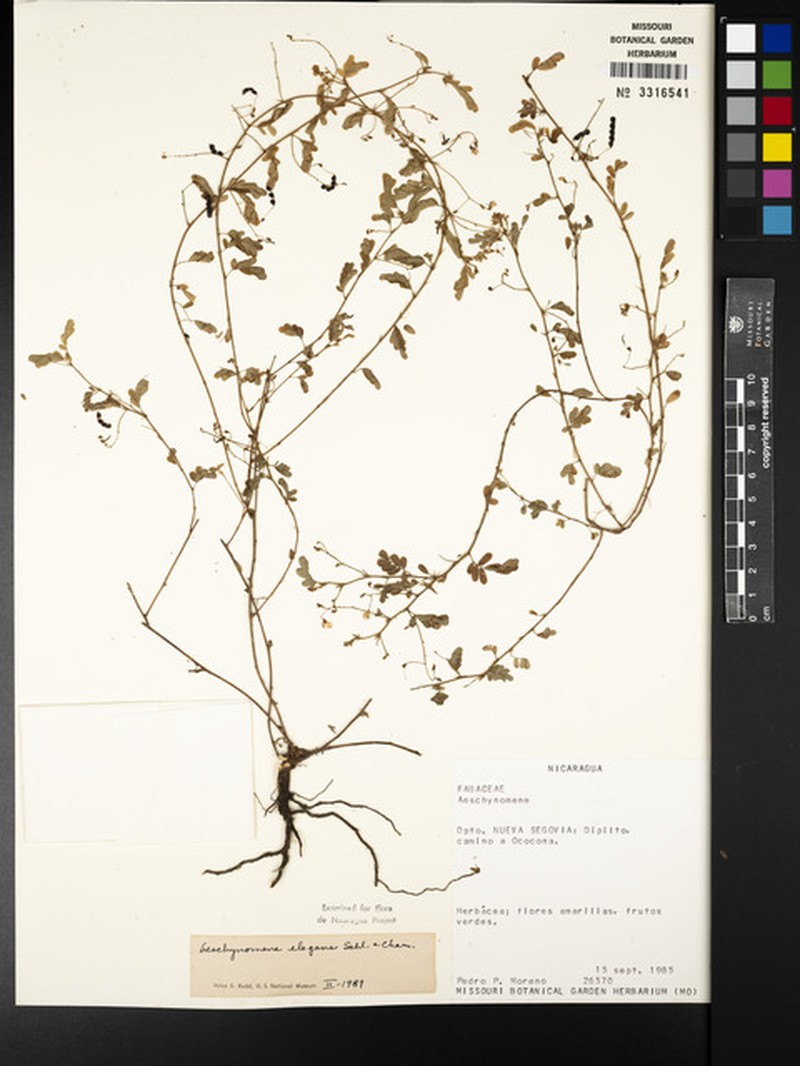 Ctenodon elegans var. elegans photo 2