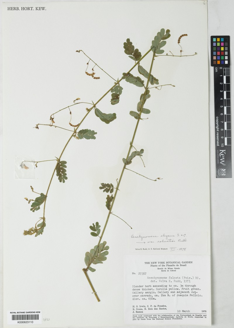 Ctenodon elegans var. robustior photo 2
