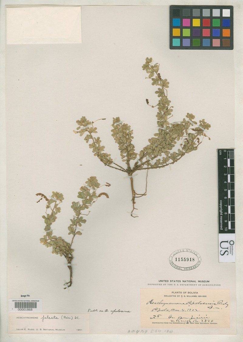 Ctenodon falcatus var. falcatus