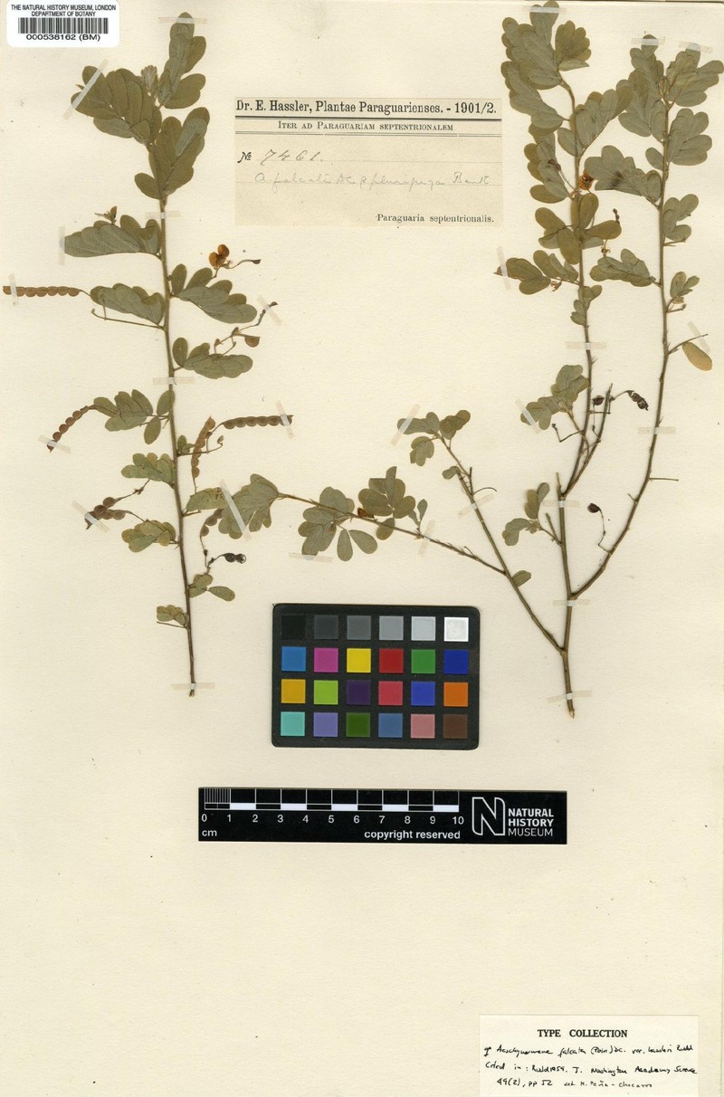 Ctenodon falcatus var. hassleri