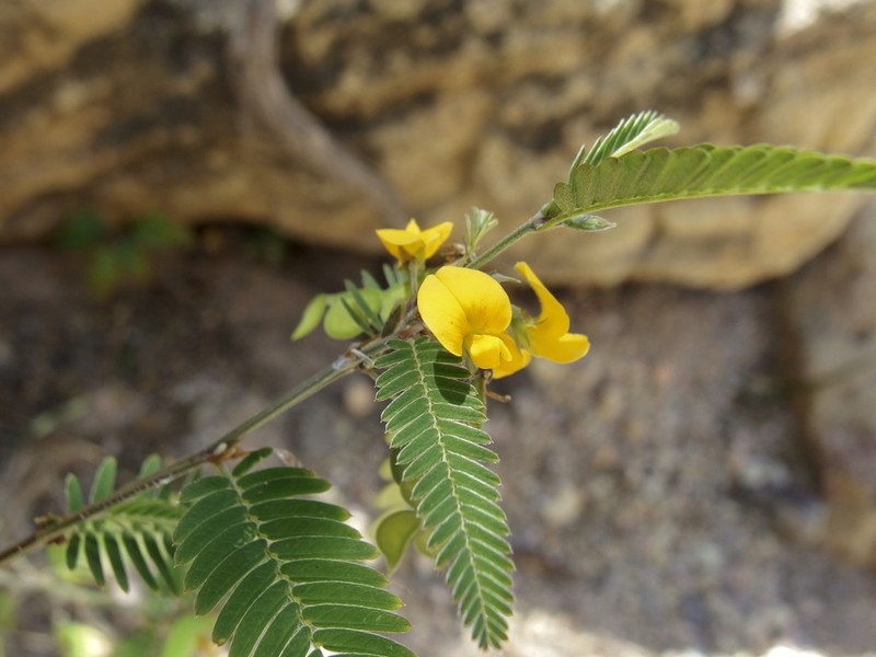 Ctenodon fascicularis photo 2