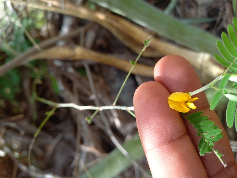 Ctenodon fascicularis photo 5