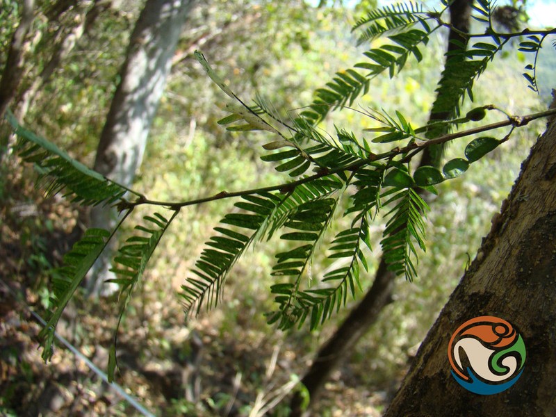 Ctenodon fascicularis photo 6