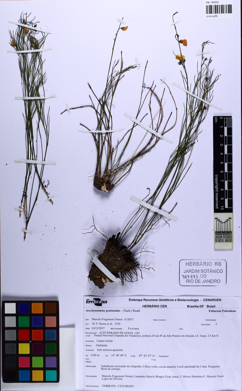Ctenodon genistoides photo 2