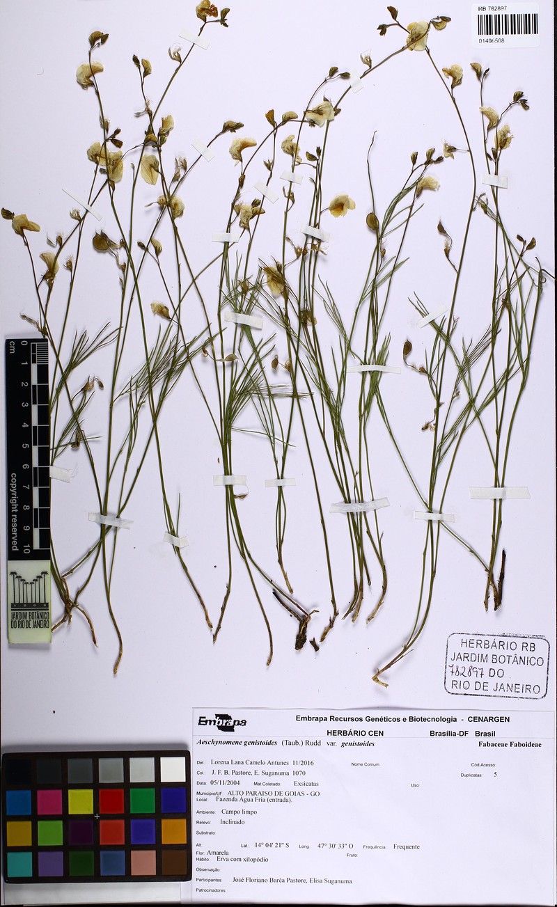 Ctenodon genistoides photo 4