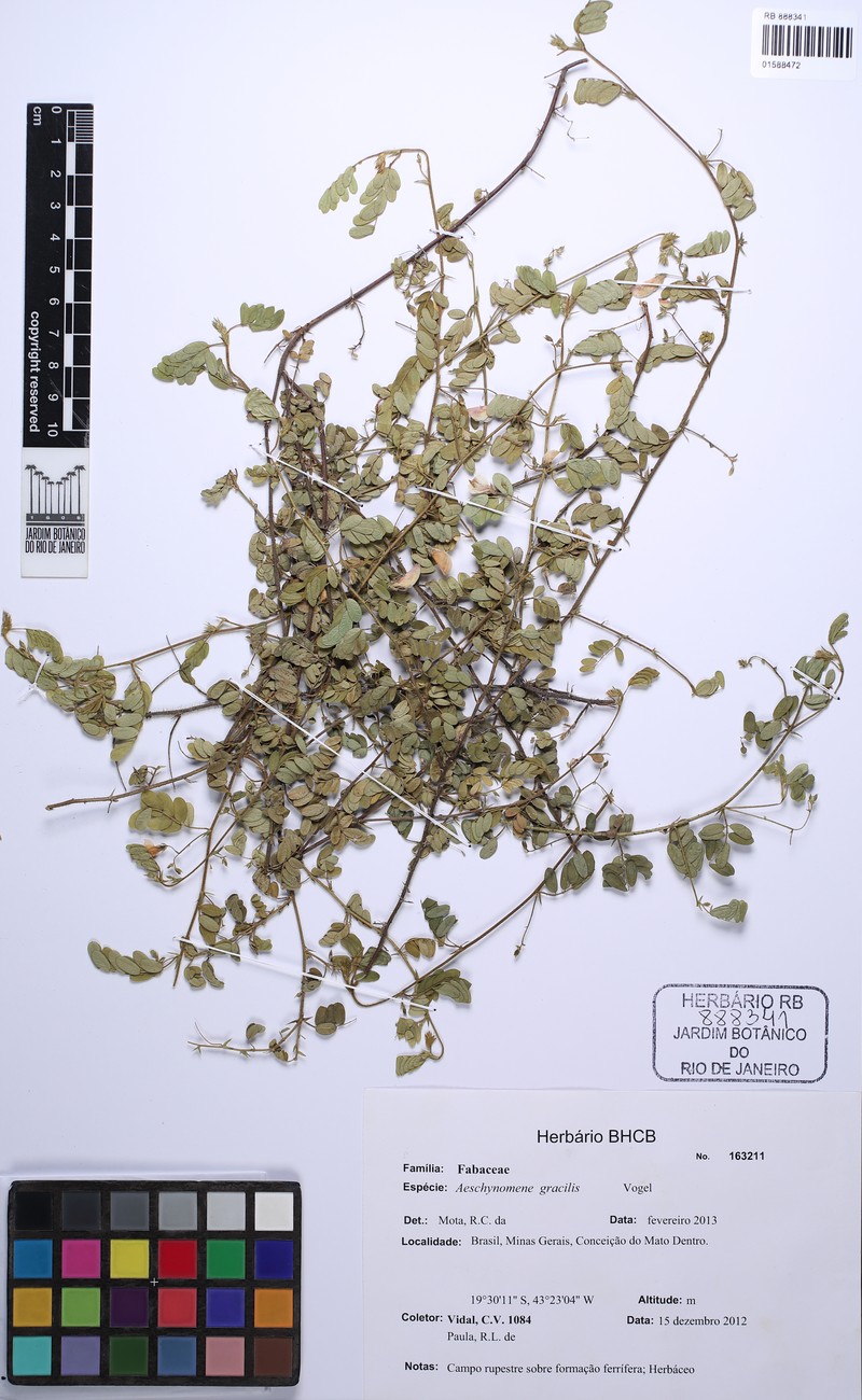 Puerto Rico Jointvetch