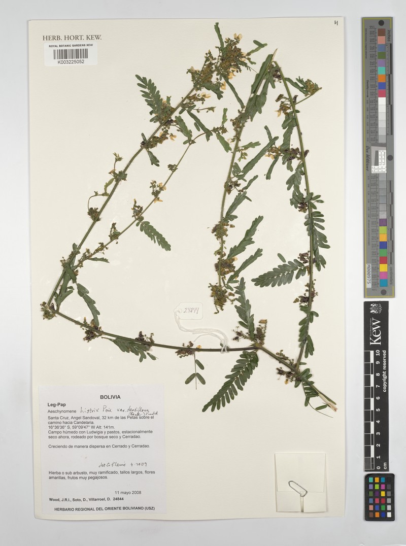 Ctenodon histrix var. densiflorus