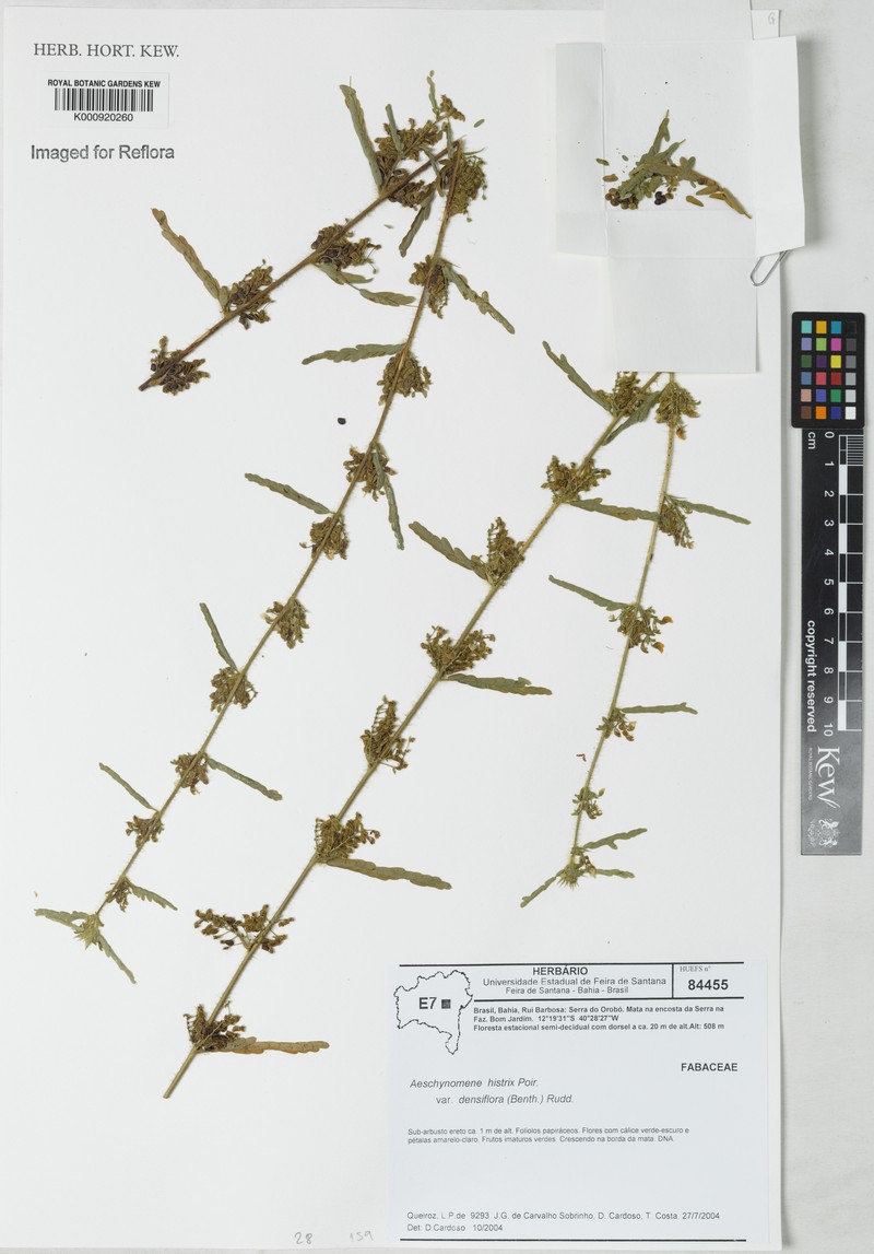 Ctenodon histrix var. densiflorus photo 2