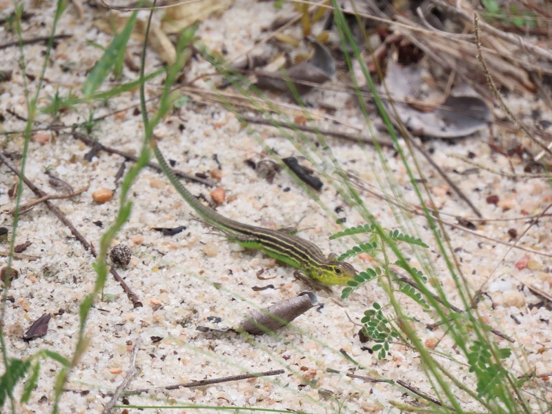 Ctenodon histrix var. histrix