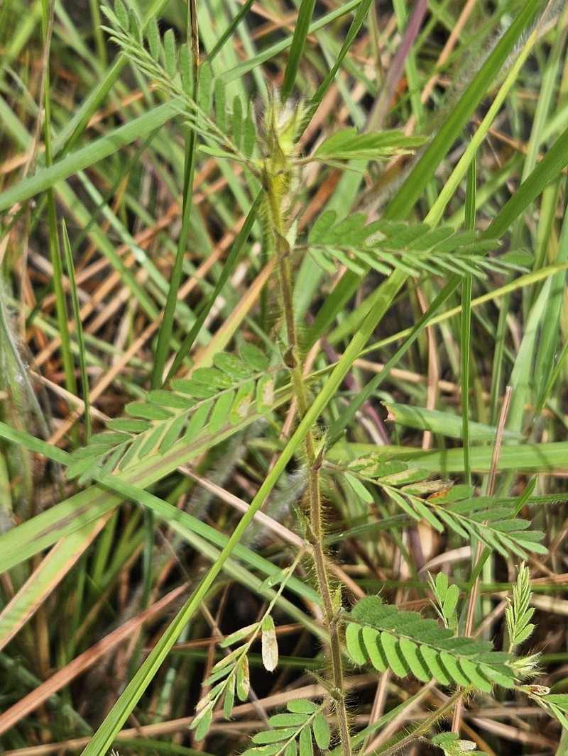 Ctenodon histrix var. histrix photo 2