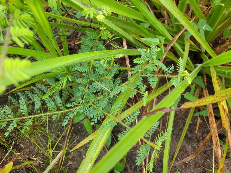 Ctenodon histrix var. histrix photo 4